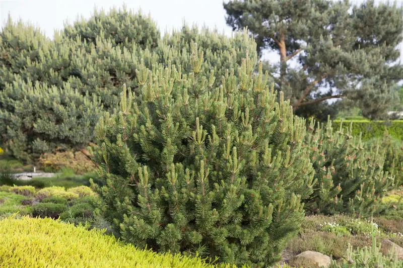 Pinus mugo 'Pumilio' 25- 30   KLUIT - afbeelding 1