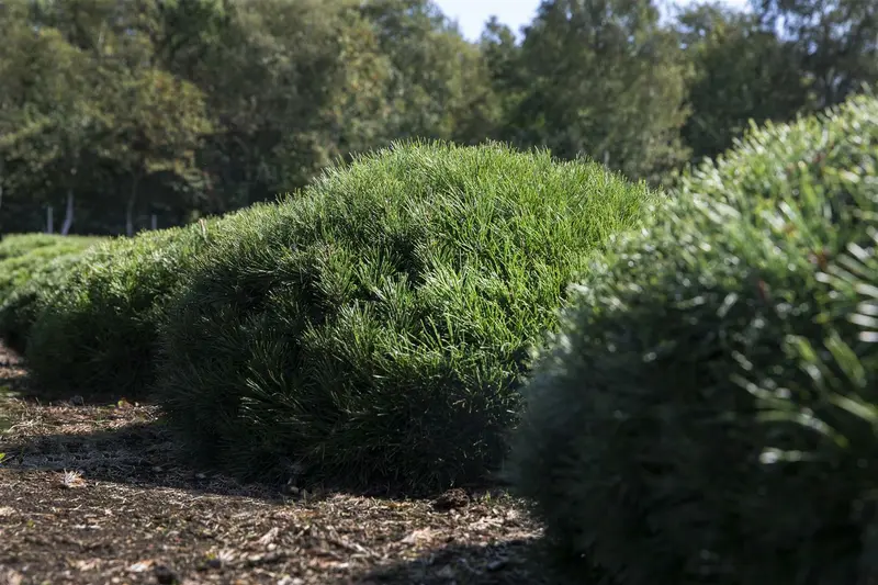 Pinus mugo 'Pumilio' 25- 30   KLUIT - afbeelding 5