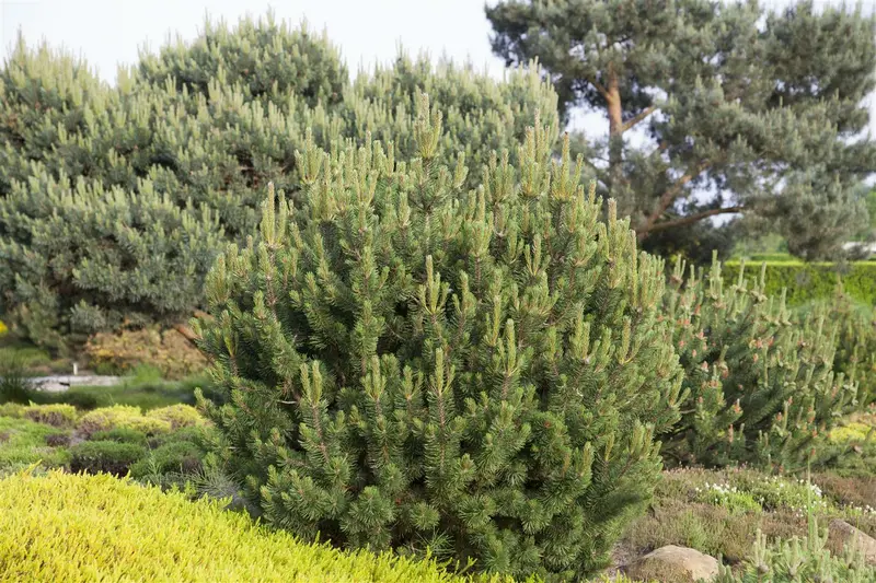 pinus mugo 'pumilio' (30- 40cm) - afbeelding 2