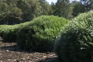 Pinus mugo 'Pumilio' 70- 80 C35 - afbeelding 5