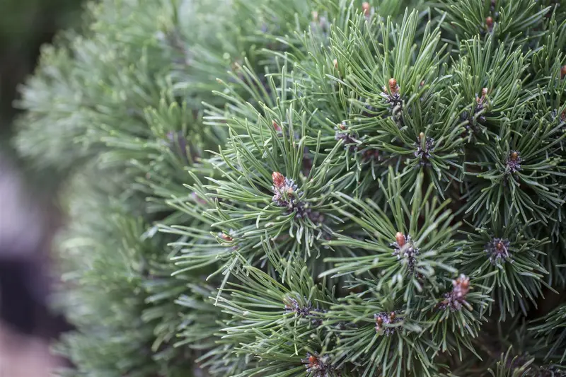 Pinus mugo 'Pumuckel' 50- 60   C20