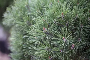 Pinus mugo 'Pumuckel' 50- 60 C20