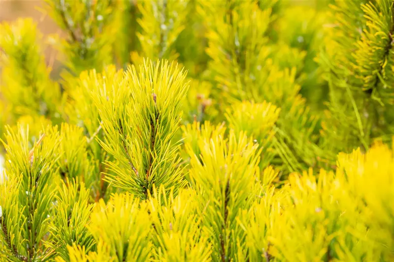 Pinus mugo 'Winter Gold' 20- 25   C6 - afbeelding 3