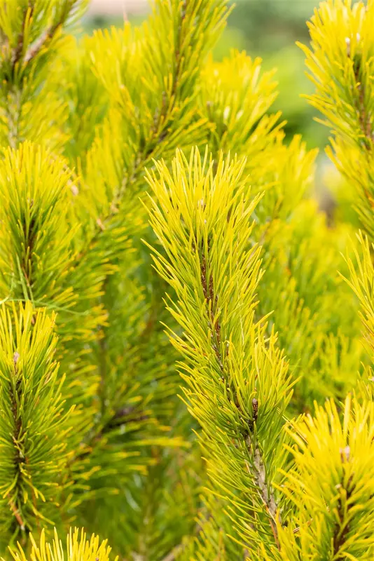 Pinus mugo 'Winter Gold' 25- 30   KLUIT - afbeelding 2