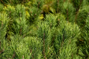 Pinus mugo 'Winter Gold' 25- 30   KLUIT - afbeelding 4