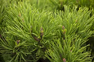 pinus mugo 'winter gold' (25- 30cm) - afbeelding 5