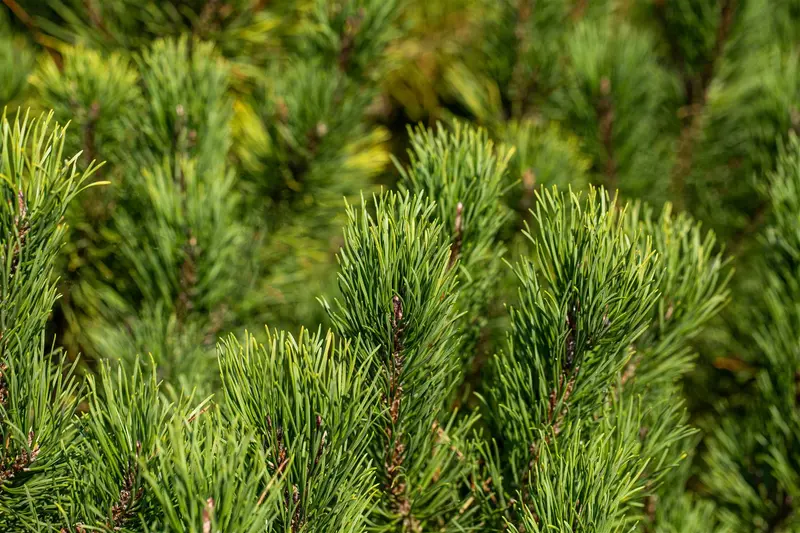 pinus mugo 'winter gold' (25- 30cm) - afbeelding 4