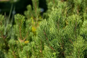 pinus mugo 'winter gold' (25- 30cm) - afbeelding 5