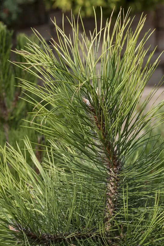 Pinus nigra 'Blue Pearl'® 30- 40   C12 - afbeelding 2