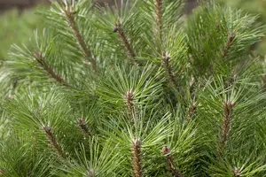 Pinus nigra 'Brepo'   ('pierrick_brégéon') STAM/ 10 C25 BOL 50/60