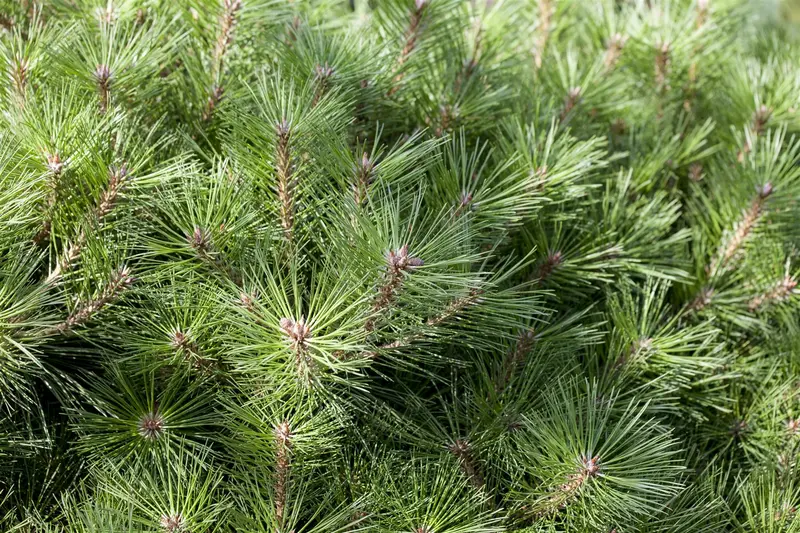 Pinus nigra 'Brepo'   ('pierrick_brégéon') STAM/ 30 C18 BOL 35/40 - afbeelding 2