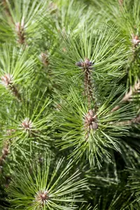 Pinus nigra 'Brepo'   ('pierrick_brégéon') STAM/ 50 C18 BOL 40/+ - afbeelding 3