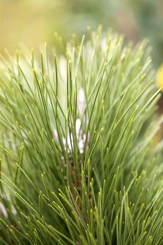 Pinus nigra 'Green Tower' 40- 50   C8 - afbeelding 4
