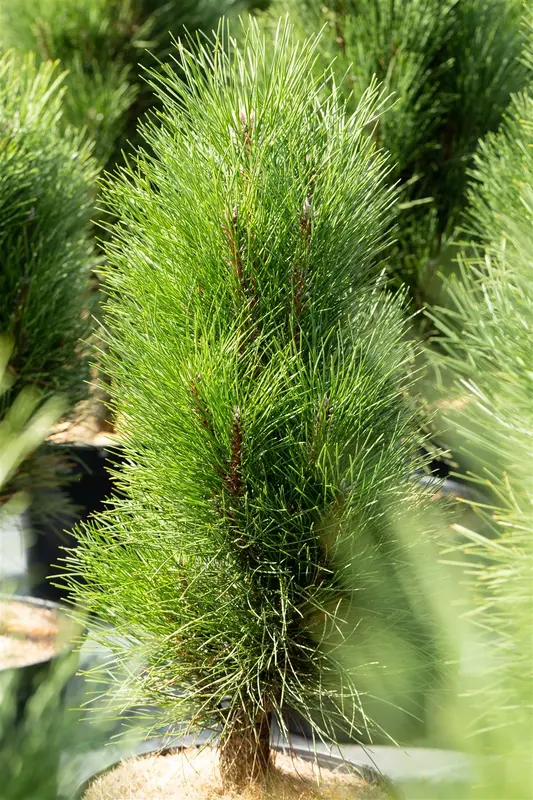 Pinus nigra 'Green Tower' 40- 50   C8 - afbeelding 5