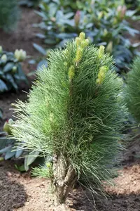 Pinus nigra 'Green Tower' 60- 70   C15