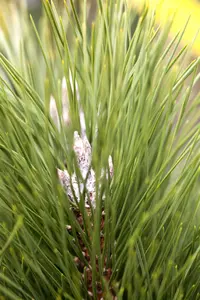 Pinus nigra 'Green Tower' 60- 70   C15 - afbeelding 3