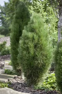 Pinus nigra 'Green Tower' 80- 90   C20 - afbeelding 2