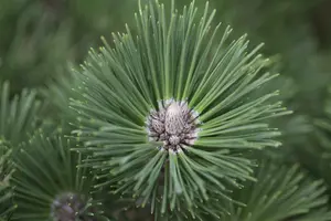 Pinus nigra 'Helga' 40- 50 C18