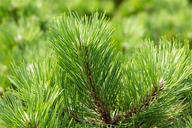 Pinus nigra 'Helga' 40- 50 C18 - afbeelding 4