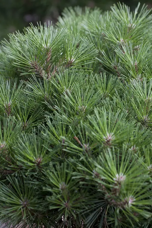 Pinus nigra 'Keightly Broom' STAM/ 60 C15 - afbeelding 1