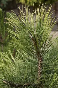 Pinus nigra 'Lemon Pearl'® STAM/ 20 C5 - afbeelding 2