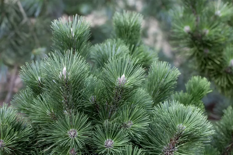 Pinus nigra 'Lemon Pearl'® STAM/ 20 C5 - afbeelding 5