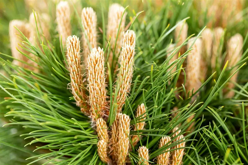 Pinus nigra 'Marie Bregeon' 35- 40   C12 - afbeelding 3