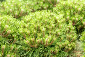 Pinus nigra 'Marie Bregeon' 35- 40   C12 - afbeelding 5