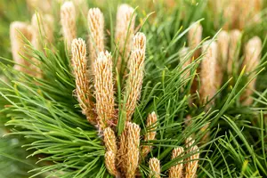 Pinus nigra 'Marie Bregeon' 40- 50   C20 - afbeelding 3