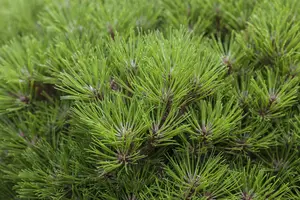 Pinus nigra 'Marie Bregeon' STAM/ 20 C8 - afbeelding 1
