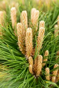 Pinus nigra 'Marie Bregeon' STAM/ 40 C18 BOL 35/40 - afbeelding 4