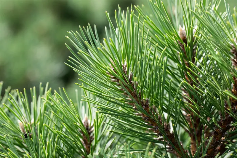 Pinus nigra 'Nana' 40- 50   KLUIT - afbeelding 4