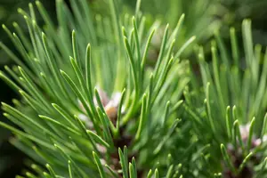 Pinus nigra 'Nana' 40- 50   KLUIT - afbeelding 5