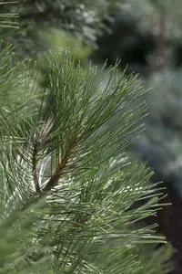 Pinus nigra 'Nana' 50- 60 KLUIT