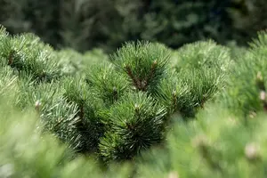 Pinus nigra 'Nana' 50- 60   KLUIT - afbeelding 2
