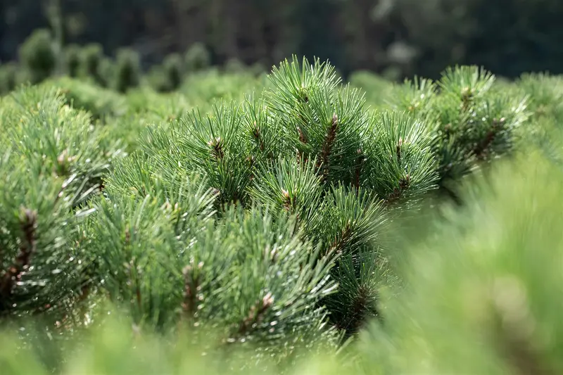 Pinus nigra 'Nana' 50- 60   KLUIT - afbeelding 3
