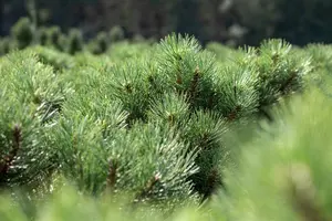 Pinus nigra 'Nana' 50- 60   KLUIT - afbeelding 3
