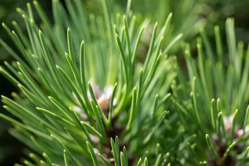 Pinus nigra 'Nana' 50- 60   KLUIT - afbeelding 5