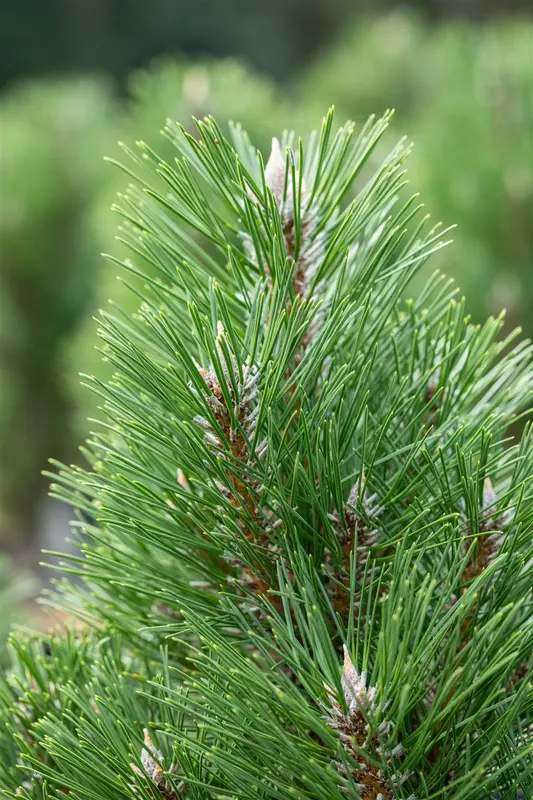Pinus nigra nigra 100-125   C290 POMPON - afbeelding 2