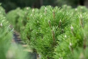 Pinus nigra nigra 100-125 C290 POMPON