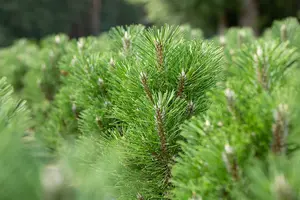 Pinus nigra nigra 100-125   C290 POMPON - afbeelding 3