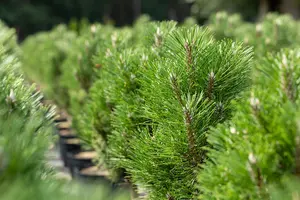 Pinus nigra nigra 100-125   C290 POMPON - afbeelding 4