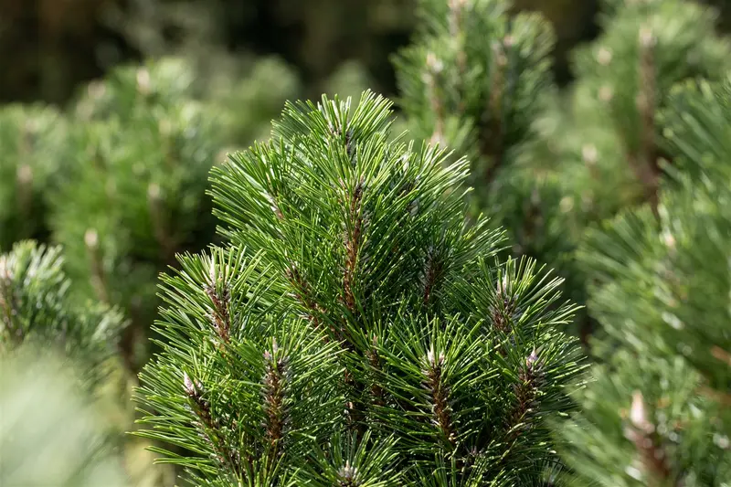 Pinus nigra nigra 100-125   C290 POMPON - afbeelding 5
