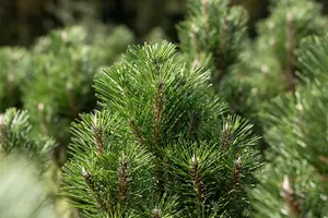 Pinus nigra nigra 100-125   C290 POMPON - afbeelding 5