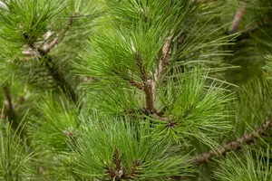 pinus nigra nigra 18/20 C