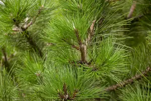 Pinus nigra nigra 30- 40   C