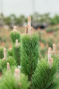 Pinus nigra 'Oregon Green' 70- 80   C18 - afbeelding 2