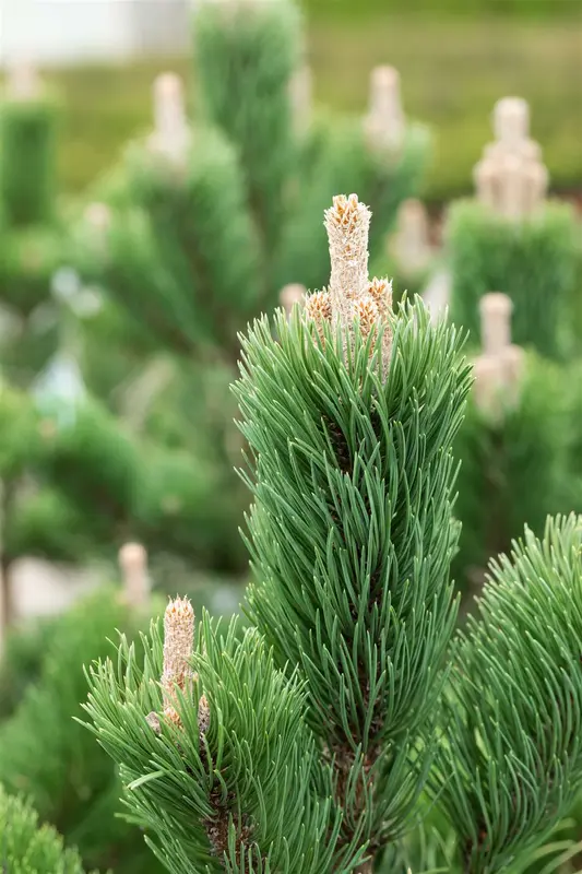 Pinus nigra 'Oregon Green' 70- 80   C18 - afbeelding 4