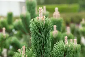 Pinus nigra 'Oregon Green' 70- 80   C18 - afbeelding 3