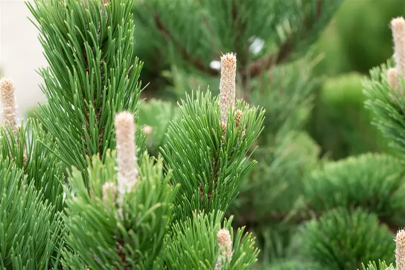 Pinus nigra 'Oregon Green' 70- 80   C18 - afbeelding 5